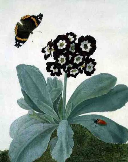 Primula Auricula with Butterfly and Beetle od Matilda Conyers