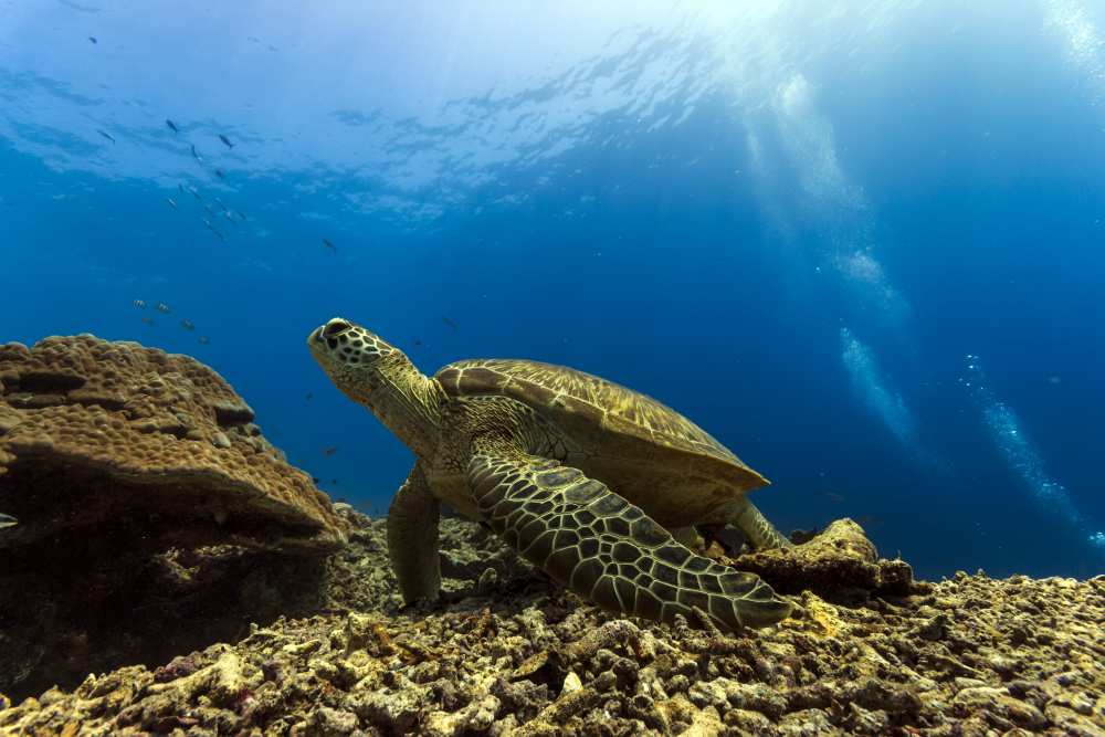 Marine turtle od Mato P.