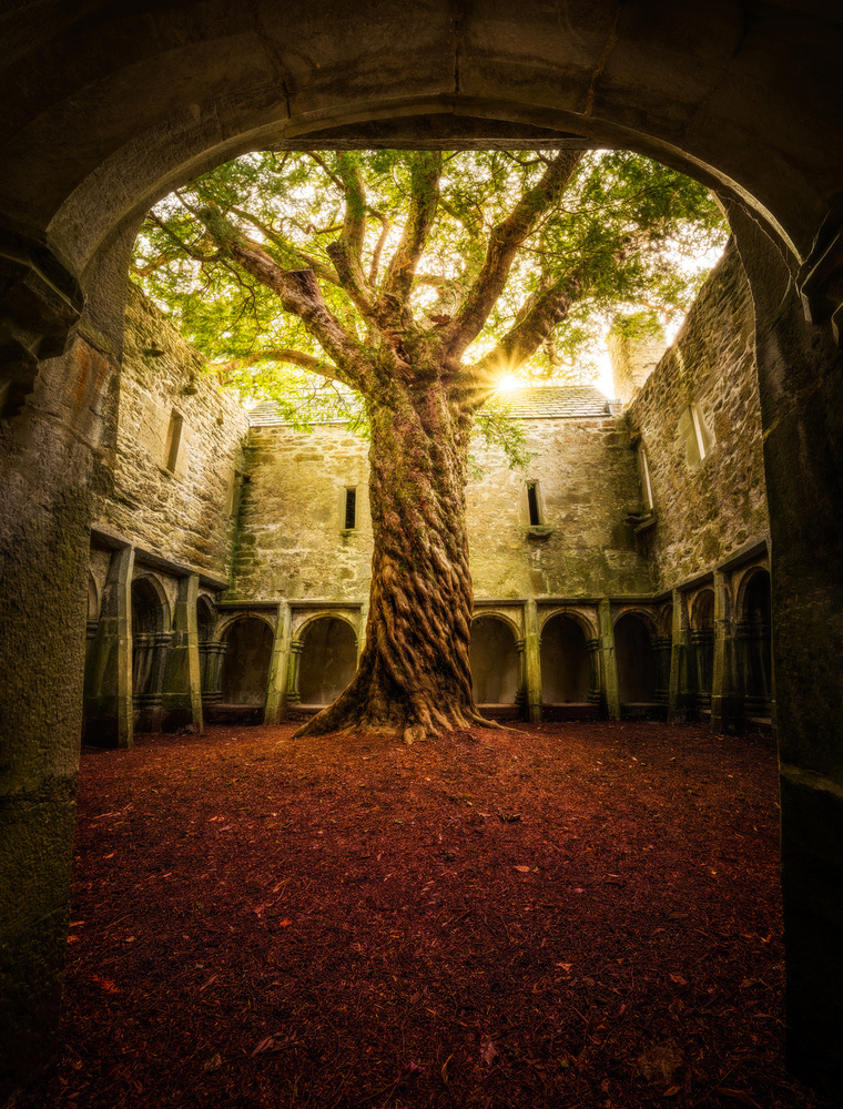 &quot;Muckross Abbey - Tree of Life&quot; od Matt Anderson