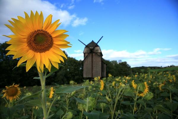 Sonnenblume mit Mühle od Matthias Zwetz