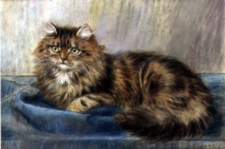 Persian Cat (pastel) od Maud D. Heaps