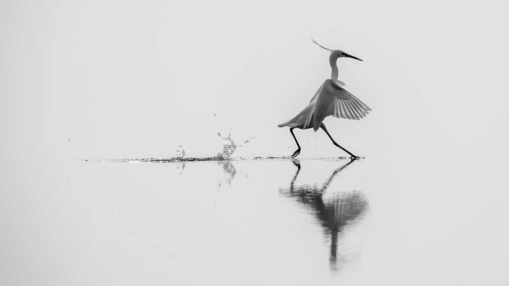 Dancing on the water od mauro rossi