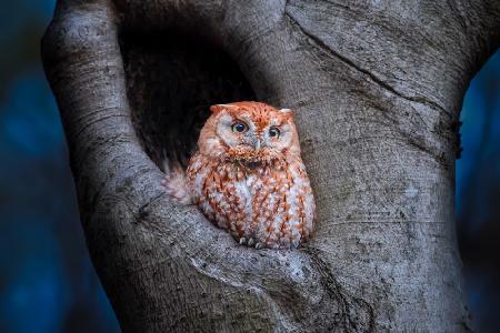 Eastern Screech Owl (Red Morph)