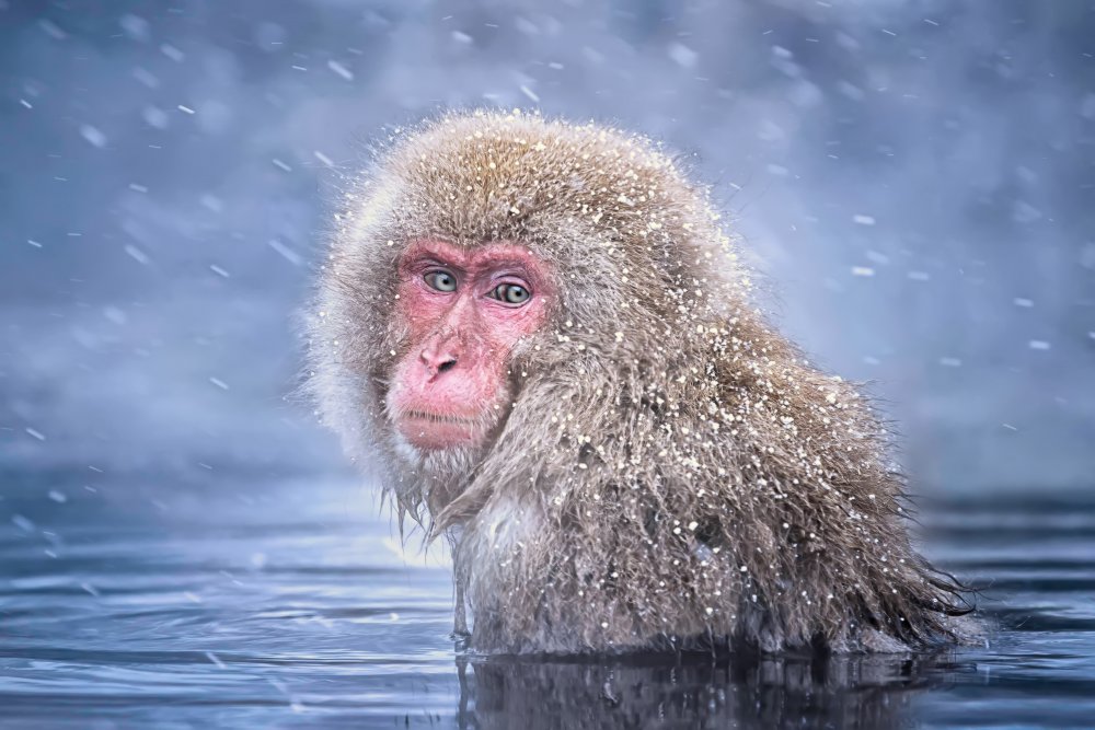 Snow Monkey od Max Wang