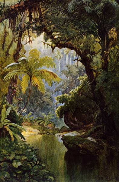 Brazilian Jungle , Zaeper od Max Zaeper