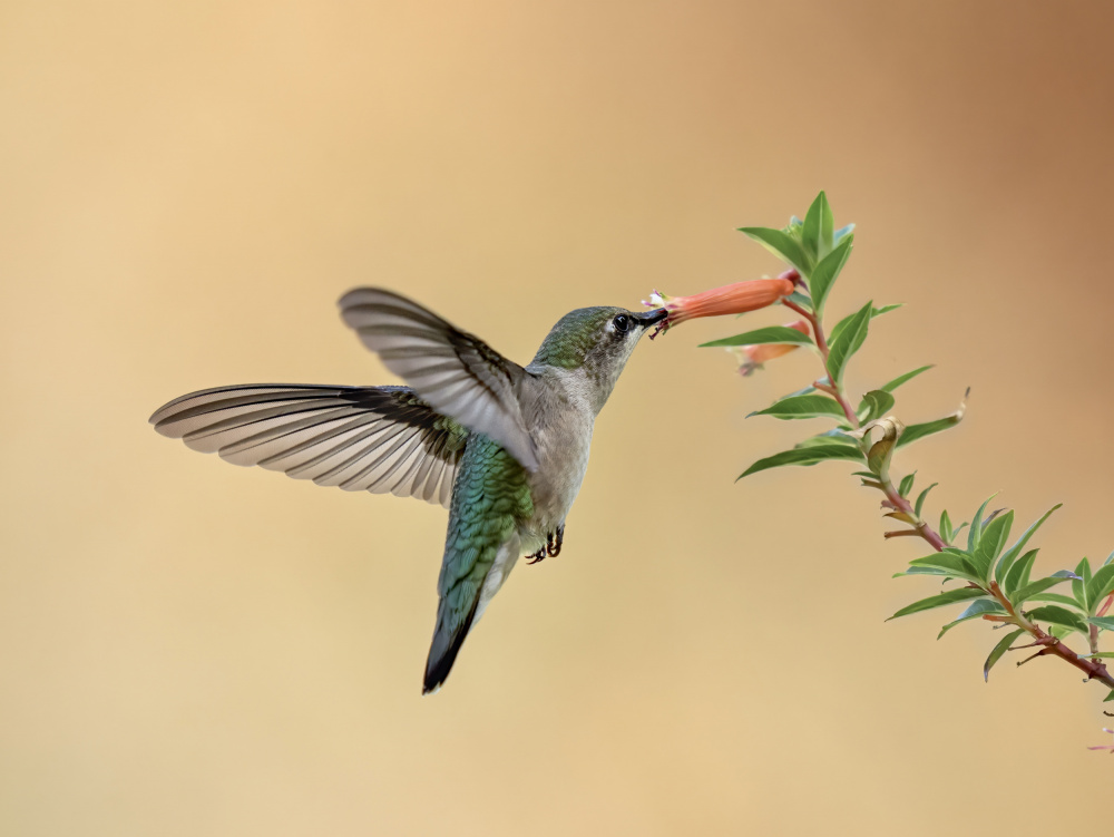hummingbird od Mei Hu