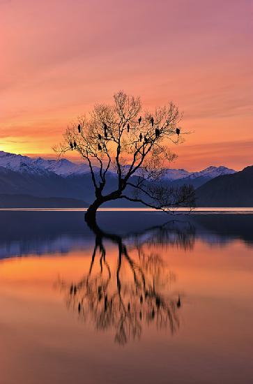 Lone Tree is not Lonely
