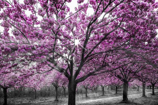 Třešňové květy se slunečními paprsky od Melanie Viola