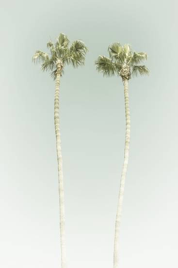 Minimalistická idyla s palmami na pláži | Vintage 