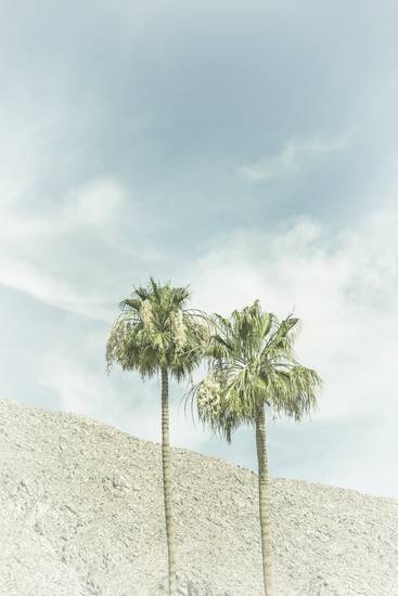 Palmové stromy v poušti | Vintage