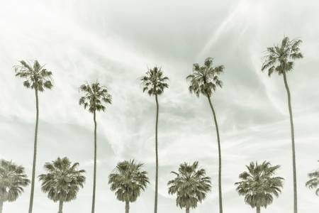 Palmy v La Jolla, Kalifornie | Vintage 