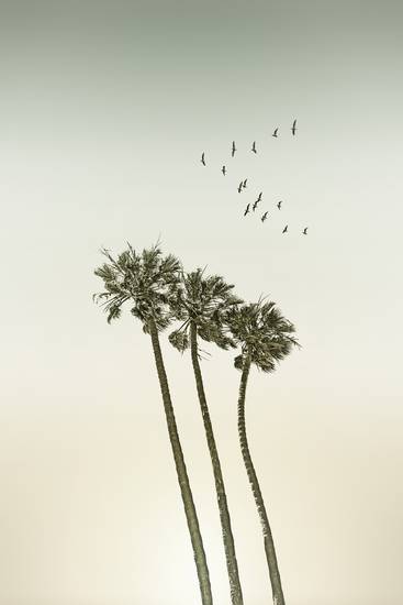 Vintage palmy při západu slunce
