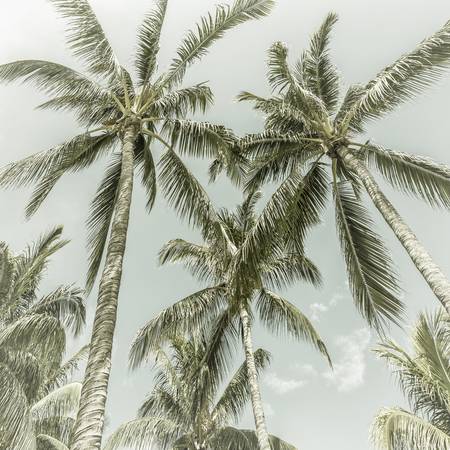 Vintage palmová idyla 