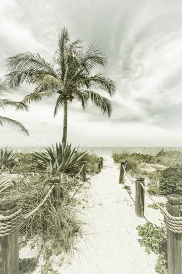 Cesta na pláž - Palms & Sea | Vinobraní