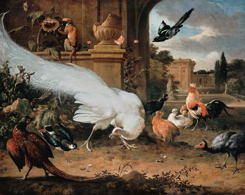 The white peacock. od Melchior de Hondecoeter