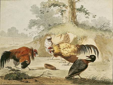 Cocks Fighting od Melchior de Hondecoeter