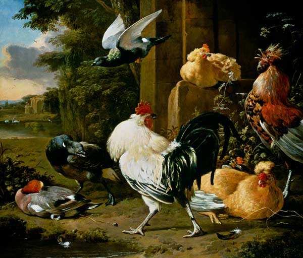 Pigeon and poultry in a garden od Melchior de Hondecoeter