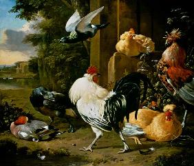 Pigeon and poultry in a garden