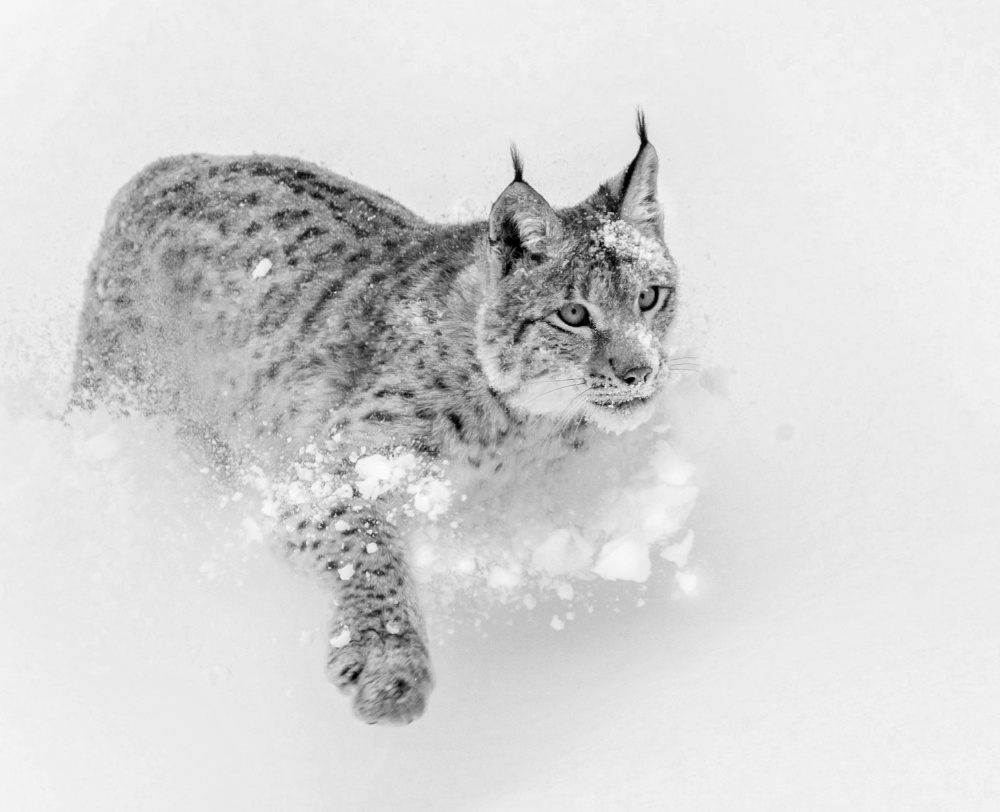 Lynx in his Element od Melissa Theil