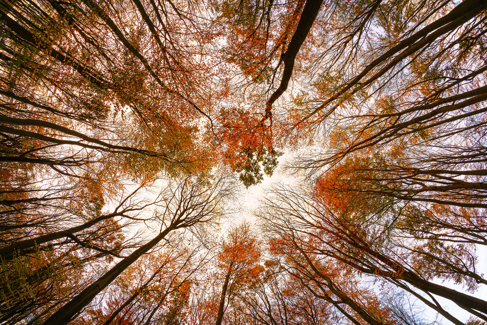 Autumn Trees od Michael
