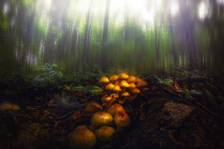 Mushrooms in the Autumn Forest