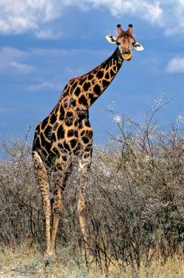 Giraffe od Michael Dietrich