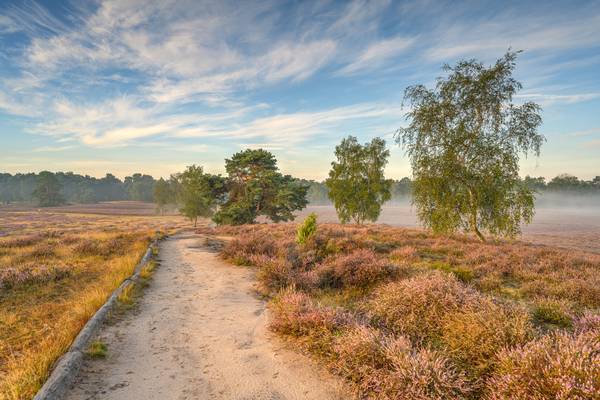 Morgensonne in der Westruper Heide od Michael Valjak