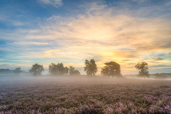 Nebliger Sonnenaufgang in der Westruper Heide od Michael Valjak