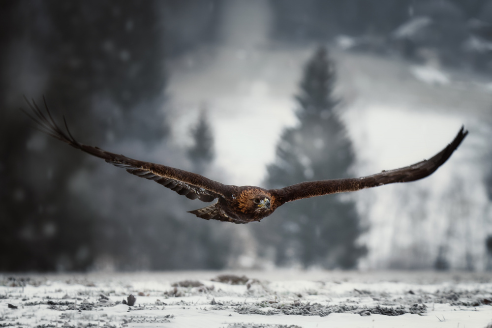 Eagle in winter time od Michaela Firešová