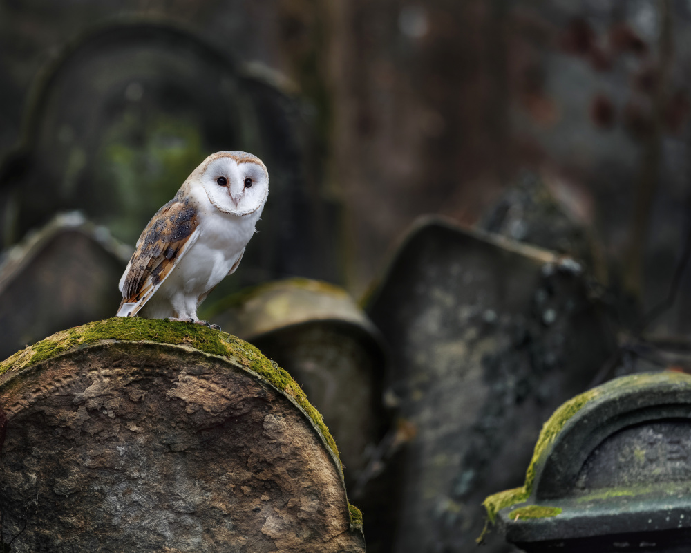 Owl at cemetery od Michaela Firešová
