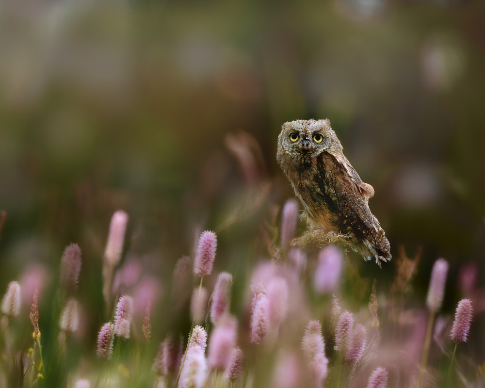 Eurasian Scops Owl od Michaela Firešová