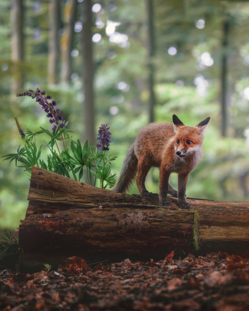 Fox in the forest od Michaela Firešová