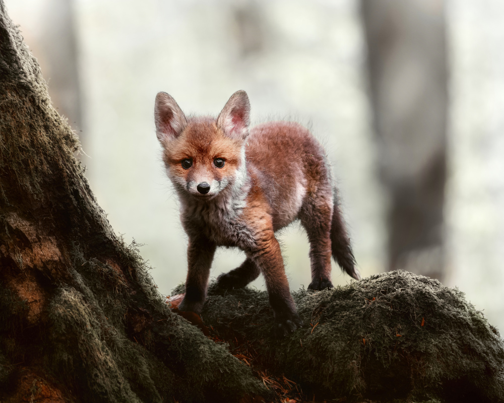 Little red fox od Michaela Firešová