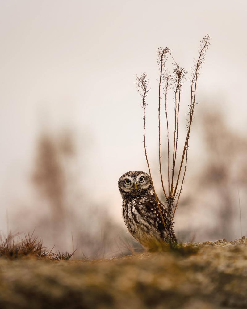 Screech owl in the morning od Michaela Firešová