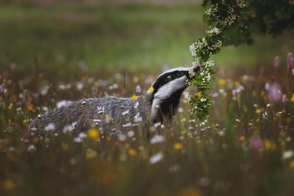 Curious badger od Michaela Firešová