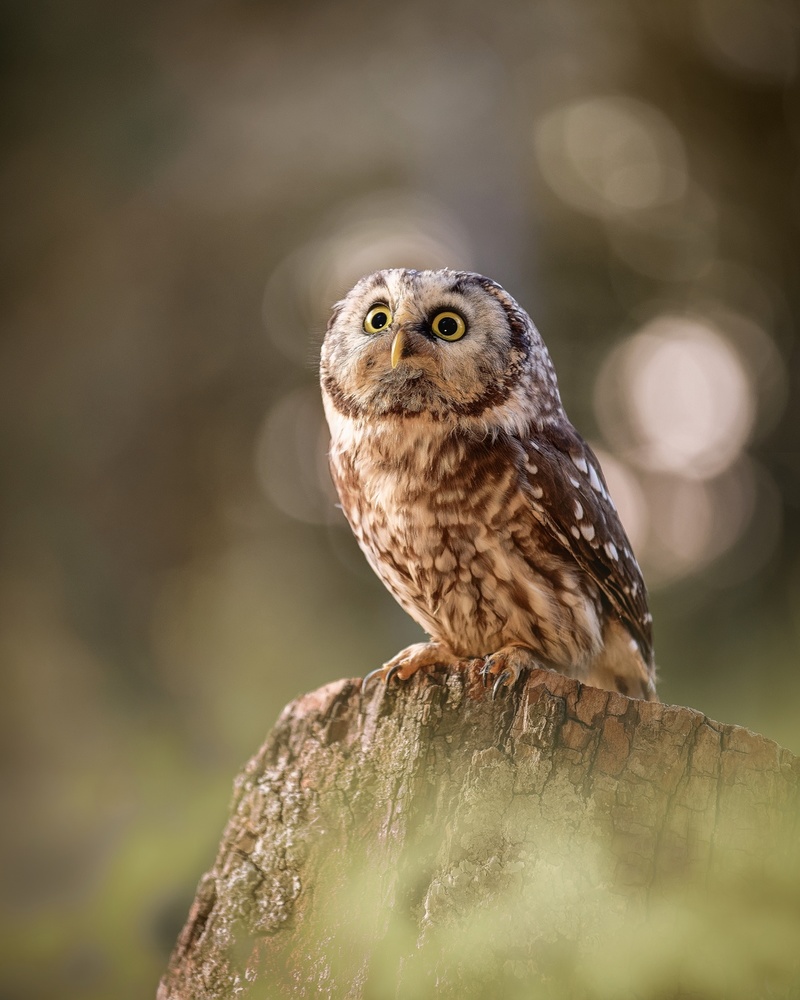 Boreal owl at sunrise od Michaela Firešová