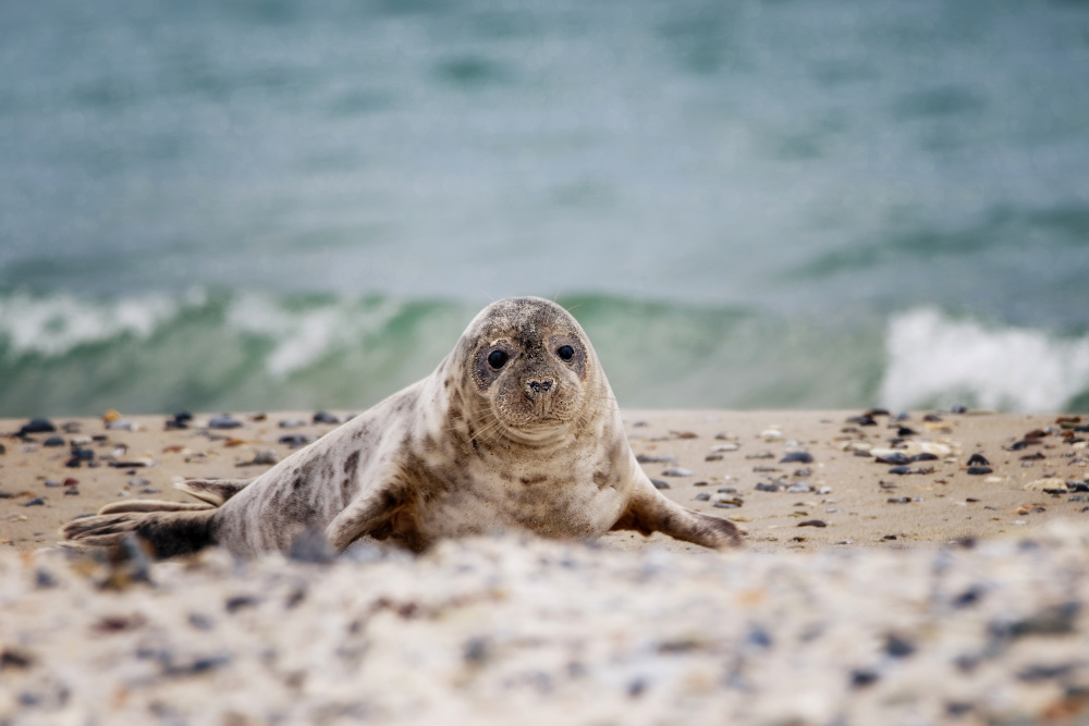 Seal on the beach od Michaela Firešová