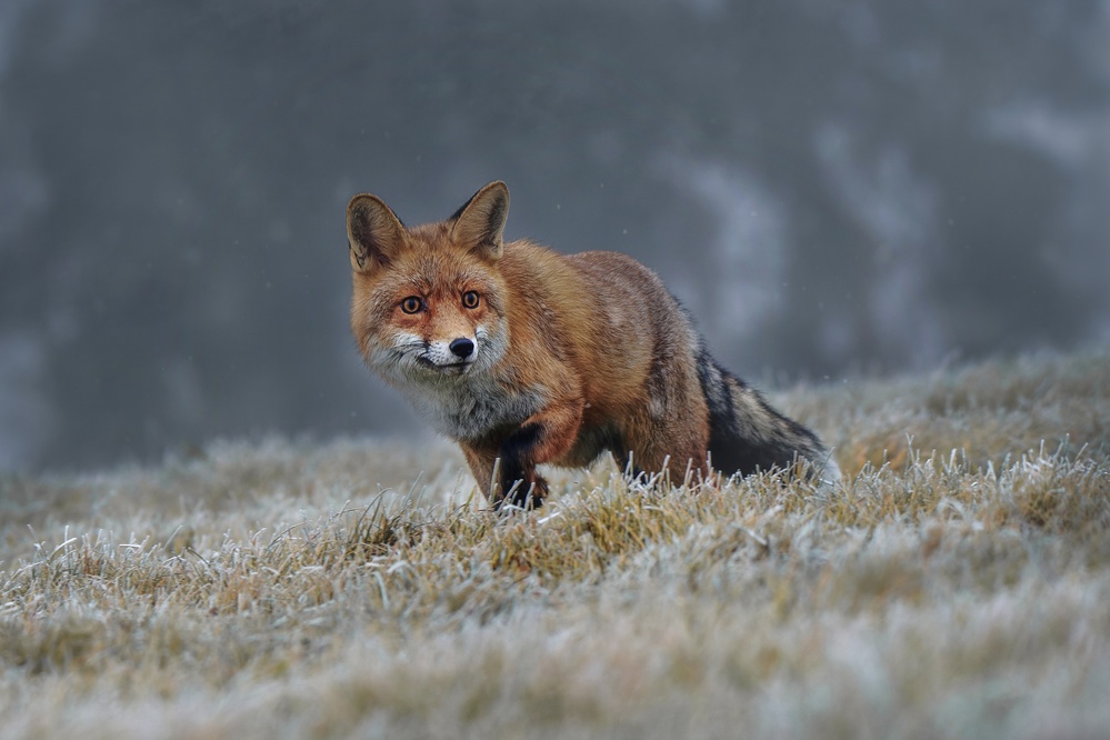 Red fox od Michaela Firešová