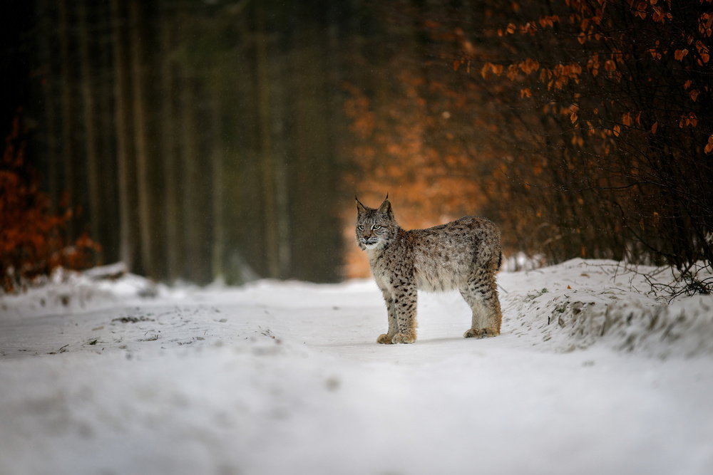 Bobcat in winter forest od Michaela Firešová