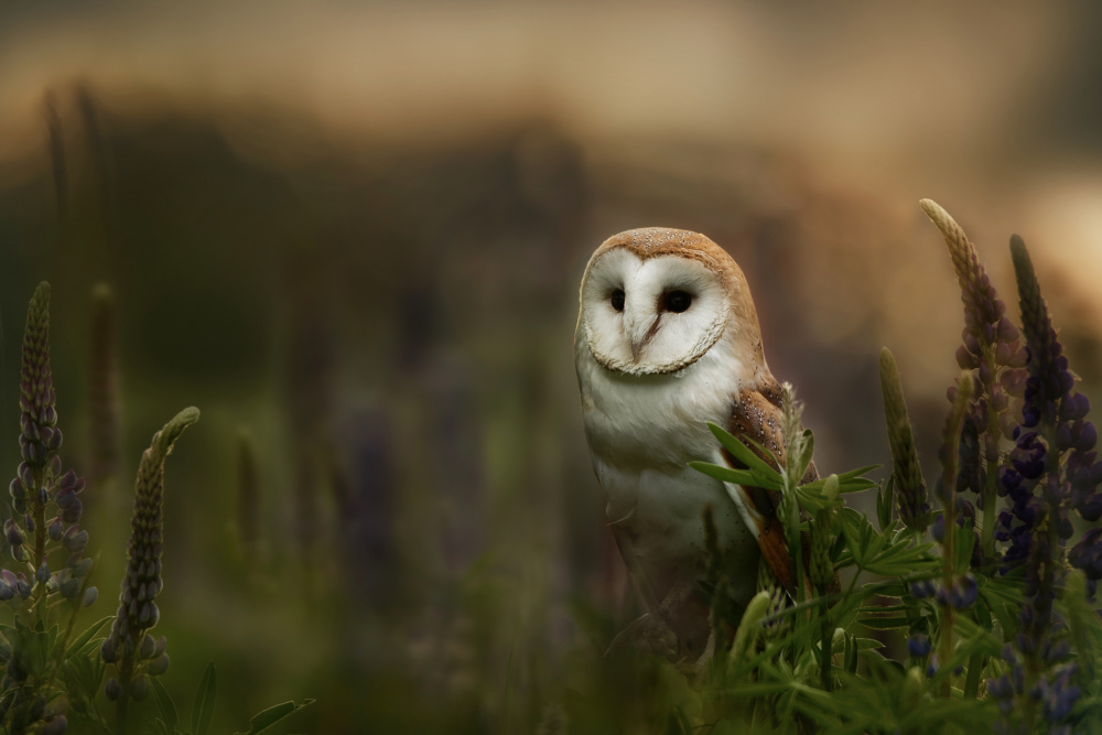 Barn owl od Michaela Firešová