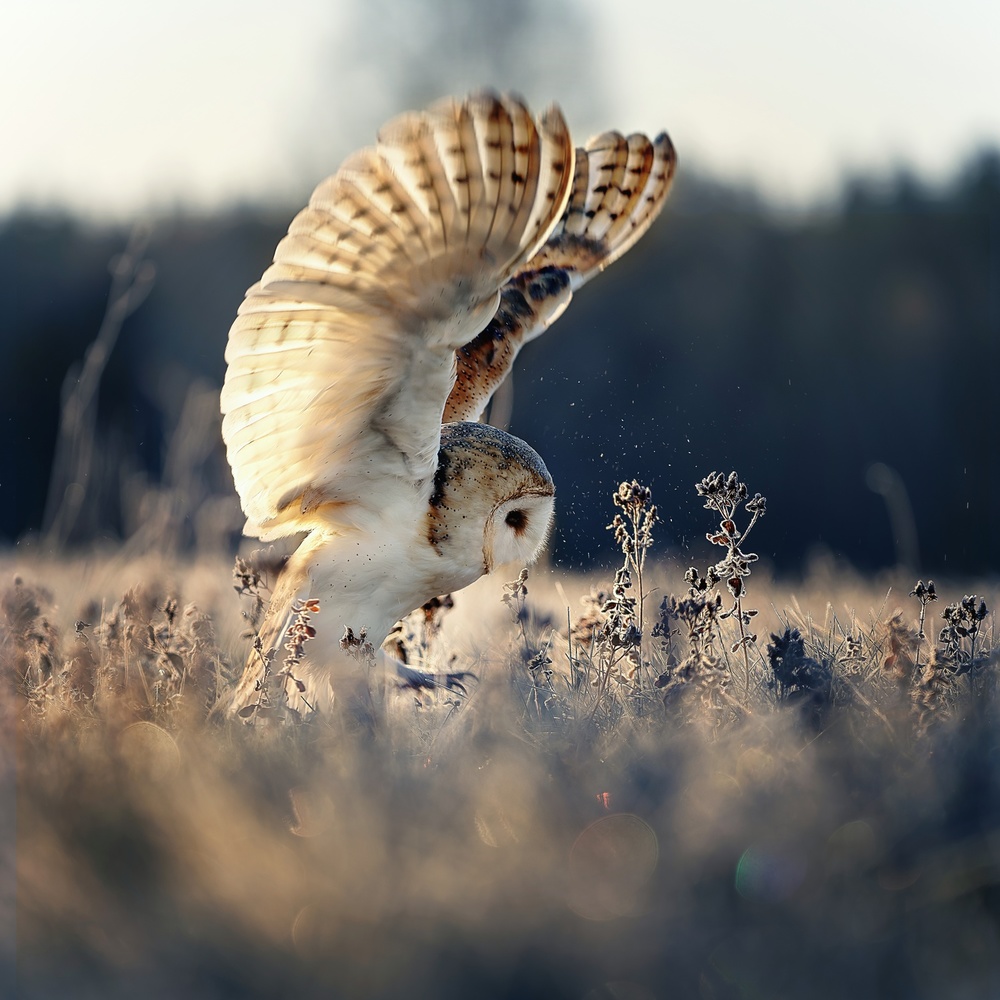 Barn owl at sunrise od Michaela Firešová
