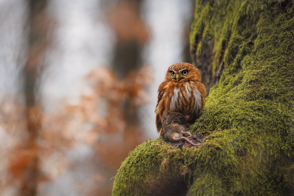 Pygmy owl od Michaela Firešová