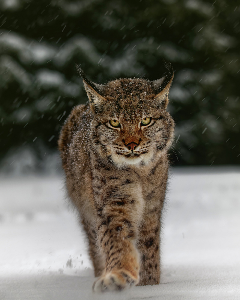 Meet the lynx od Michaela Firešová