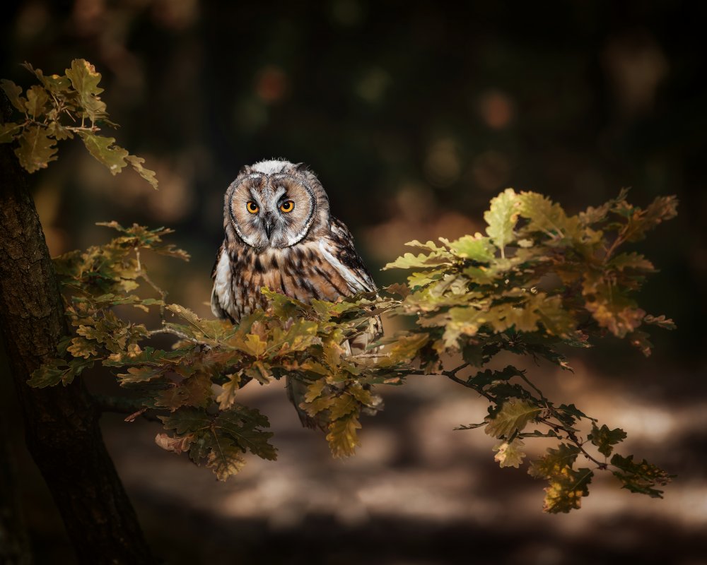 Long eared owl od Michaela Firešová