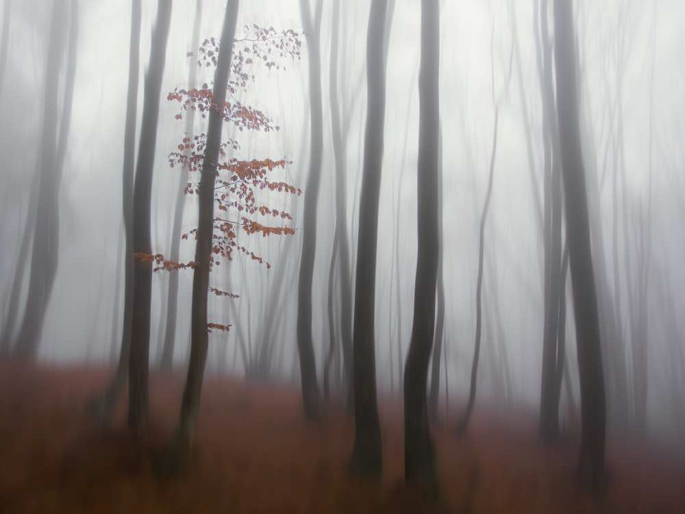 autumn' mist od Michel Manzoni