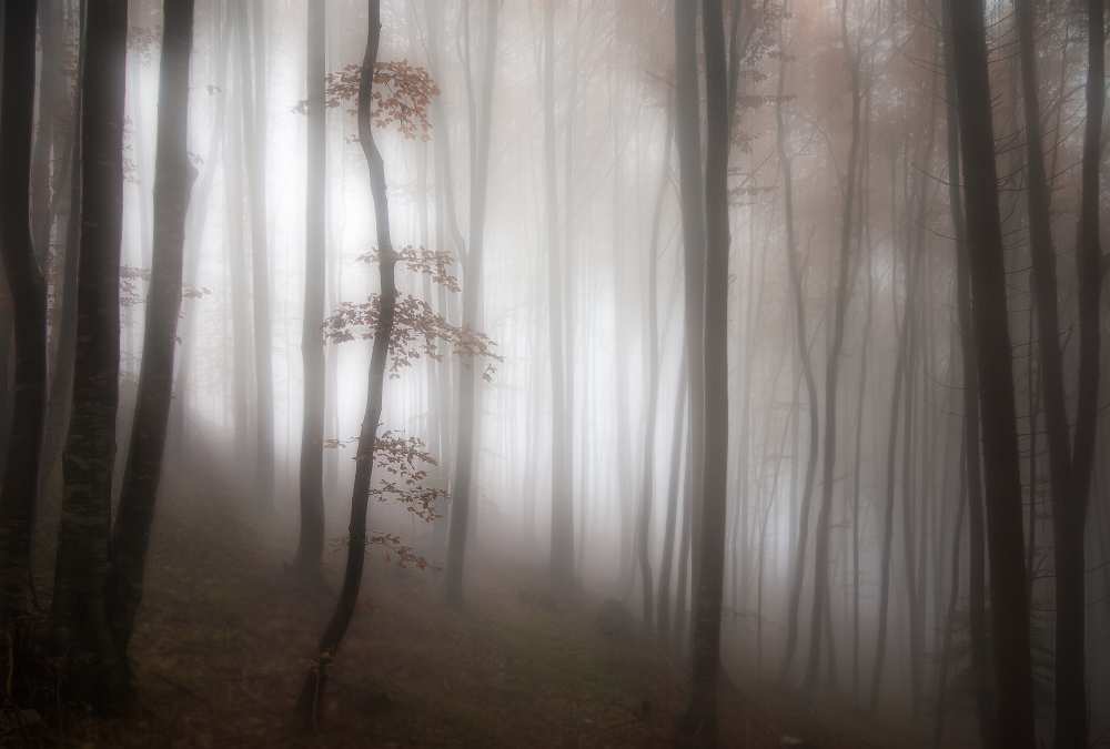 in the forest..... od Michel Manzoni