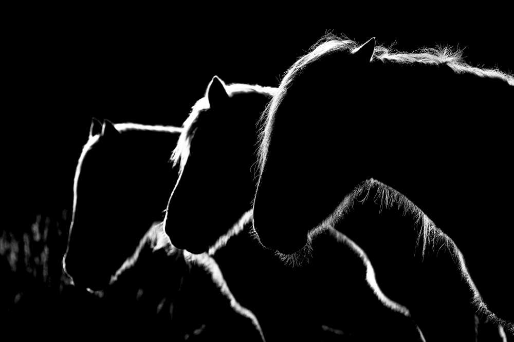 Horses b&w od Michel Romaggi