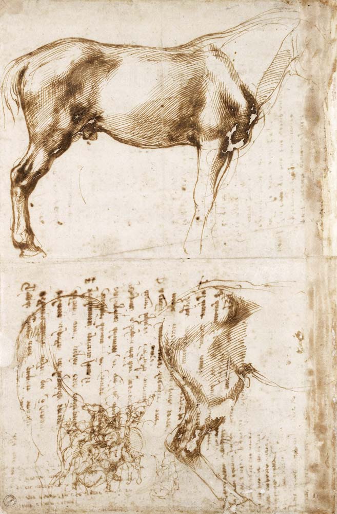Anatomic Horse study od Michelangelo (Buonarroti)