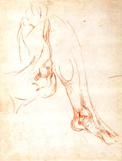 Study of a lower leg and foot od Michelangelo (Buonarroti)