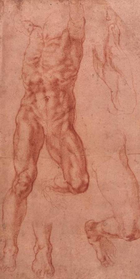 W.13r Study of a male nude, stretching upwards od Michelangelo (Buonarroti)